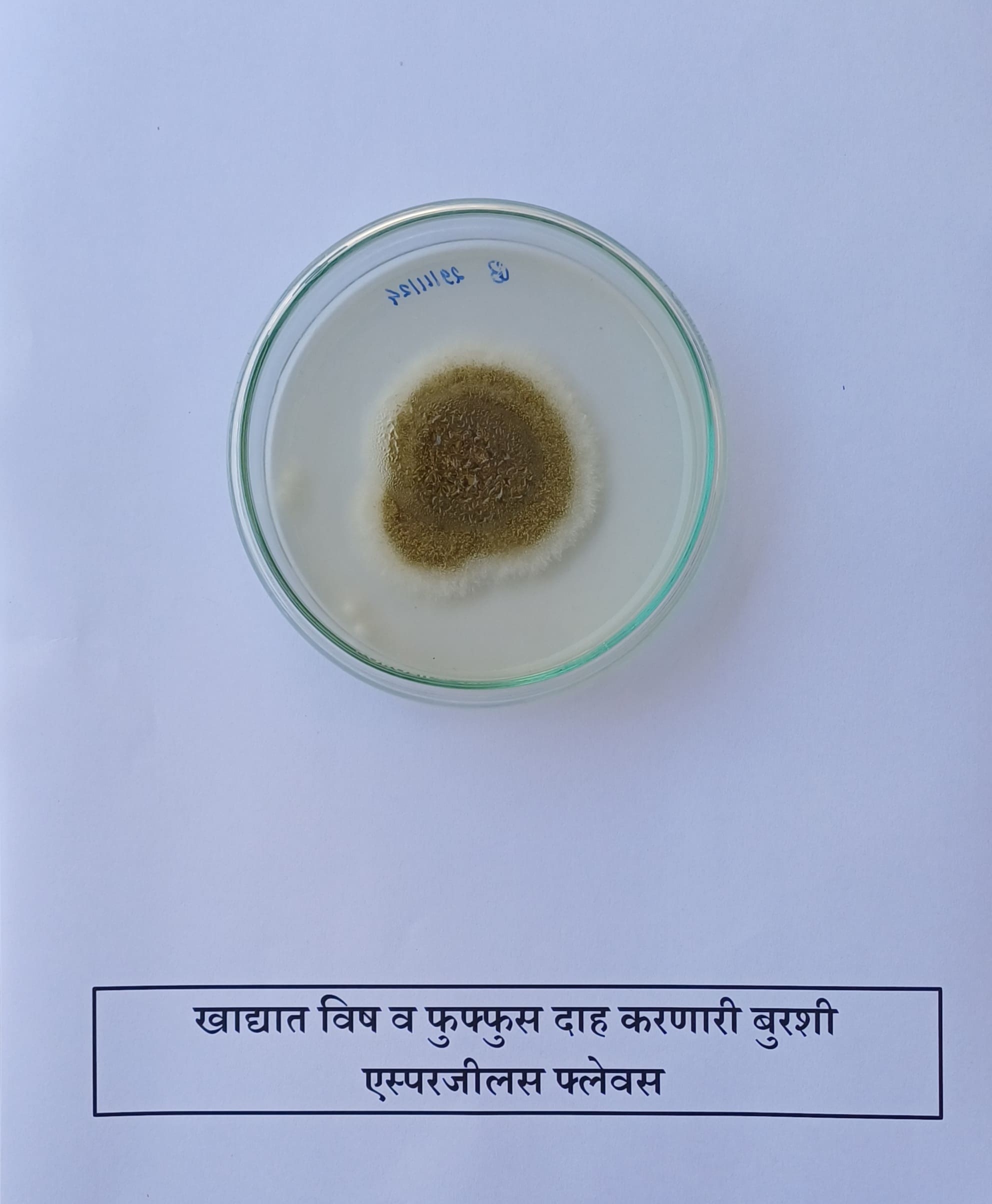 36. Aspergillus Flavus